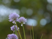 Soleure et Appenzell 2016 00159